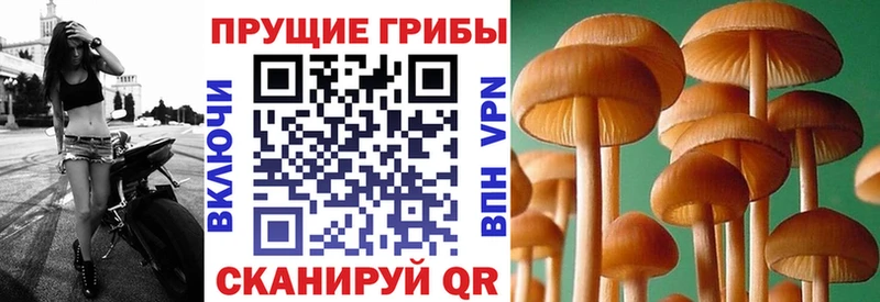 Псилоцибиновые грибы мицелий  продажа наркотиков  Перевоз 